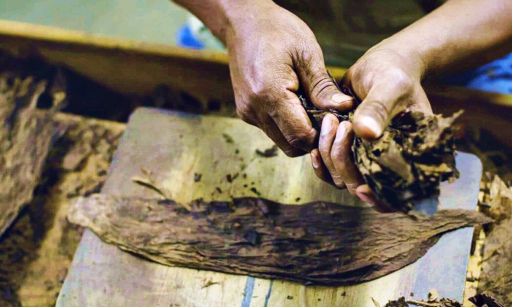 Посмотрите на пучок вылеченных и ферментированных листьев гаванского табака, ожидающих превращения в шедевры