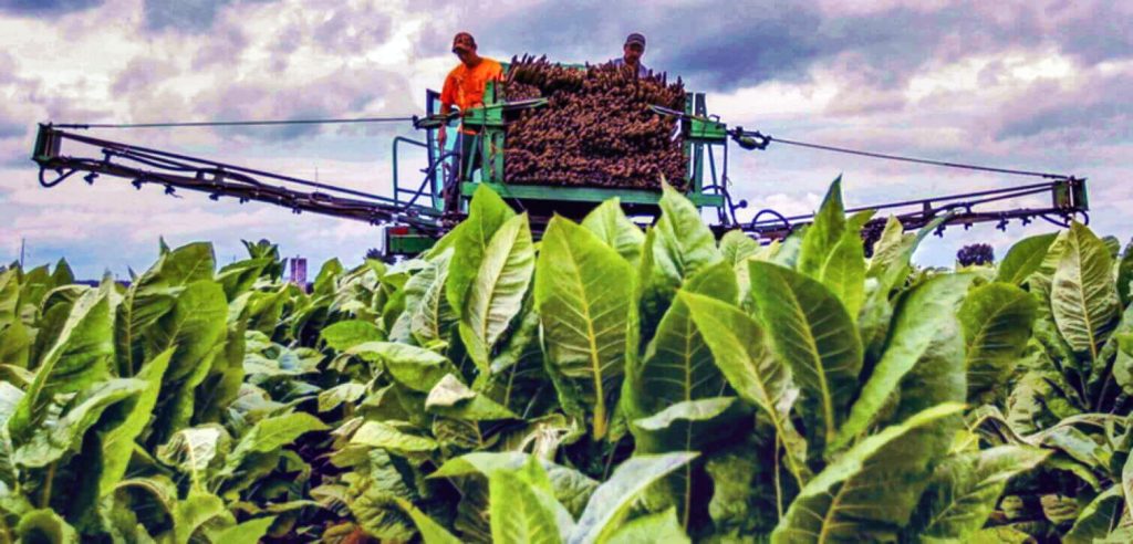 Посмотрите на раскинувшиеся поля, украшенные спелым вирджинским табаком, манящим к сбору урожая.